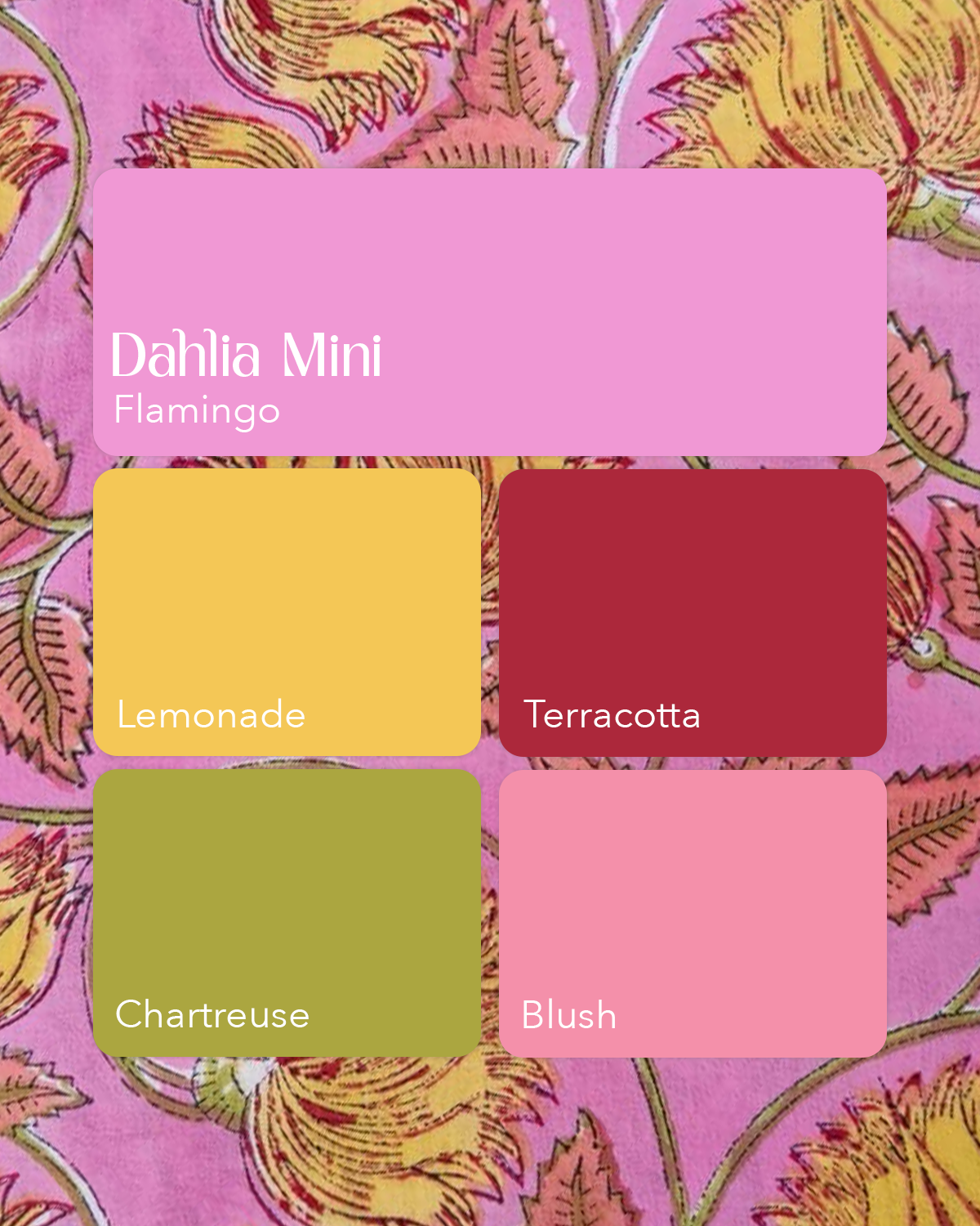 Dahlia Mini